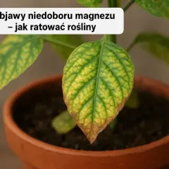Żółte liście? To niedobór magnezu u roślin! Szybka pomoc i diagnoza