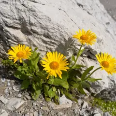 Żółte kwiaty arniki górskiej rosnące na skale. Dowiedz się, arnica montana jak stosować na stłuczenia i bóle.