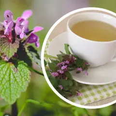 Aromaticzny napar z jasnoty purpurowej, przygotowany z kwitnących ziół, czeka w filiżance.