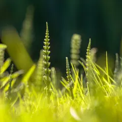 Zielone, młode pędy skrzypu polnego, które mogą posłużyć do przygotowania okładów, wyrastają z trawy w słoneczny dzień.
