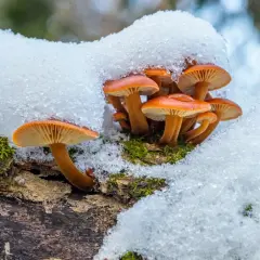 Płomiennica zimowa, znana ze swoich właściwości, wyrasta spod śniegu na pniu drzewa, otoczona mchem.