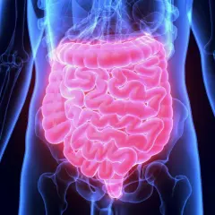 Anatomical illustration of the human digestive system, highlighting the intestines in pink against a blue skeletal outline.