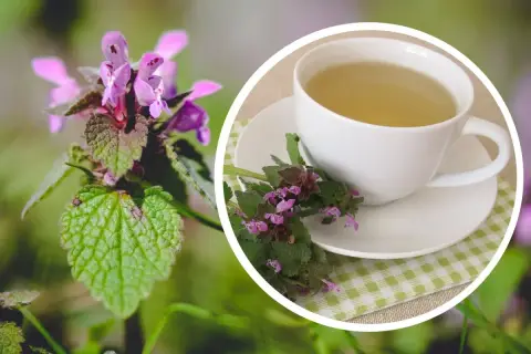Aromaticzny napar z jasnoty purpurowej, przygotowany z kwitnących ziół, czeka w filiżance.