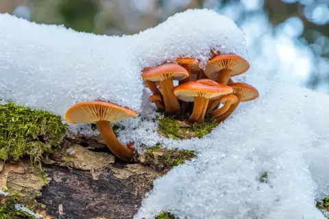 Płomiennica zimowa, znana ze swoich właściwości, wyrasta spod śniegu na pniu drzewa, otoczona mchem.