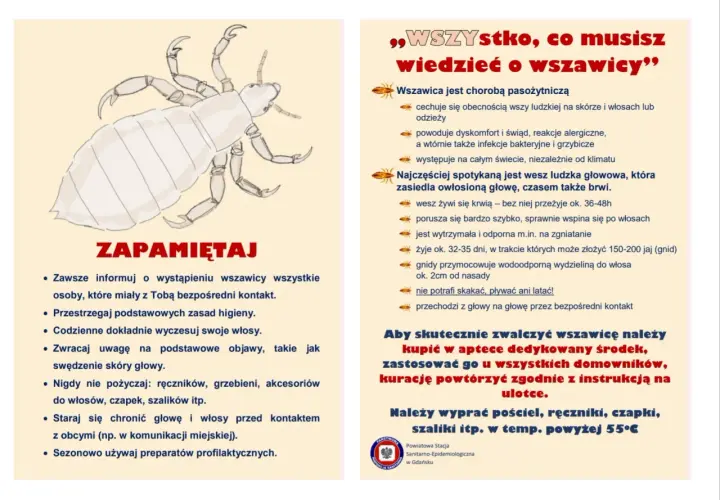 Ilustracja przedstawiająca wesz ludzką na jasnym tle.