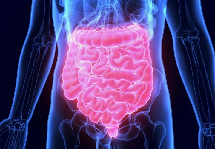 Anatomical illustration of the human digestive system, highlighting the intestines in pink against a blue skeletal outline.