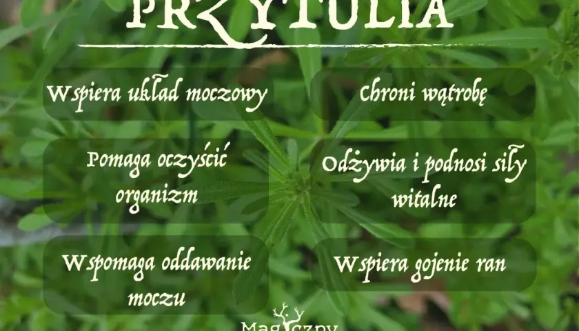 Przytulia czepna, znana też jako różański, wspiera układ moczowy, oczyszcza organizm i wspomaga gojenie ran.
