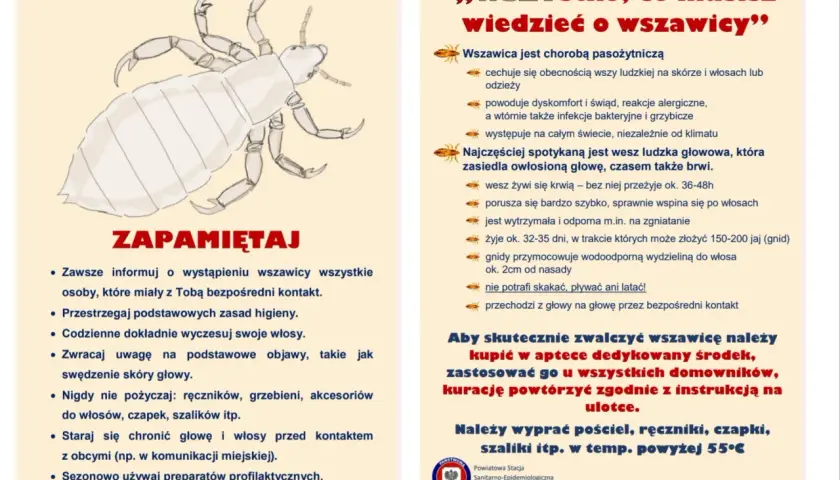 Ilustracja przedstawiająca wesz ludzką na jasnym tle.
