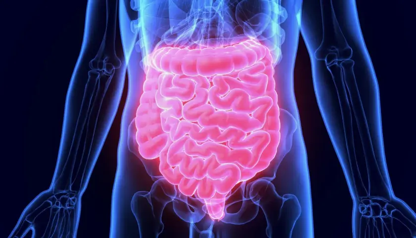 Anatomical illustration of the human digestive system, highlighting the intestines in pink against a blue skeletal outline.