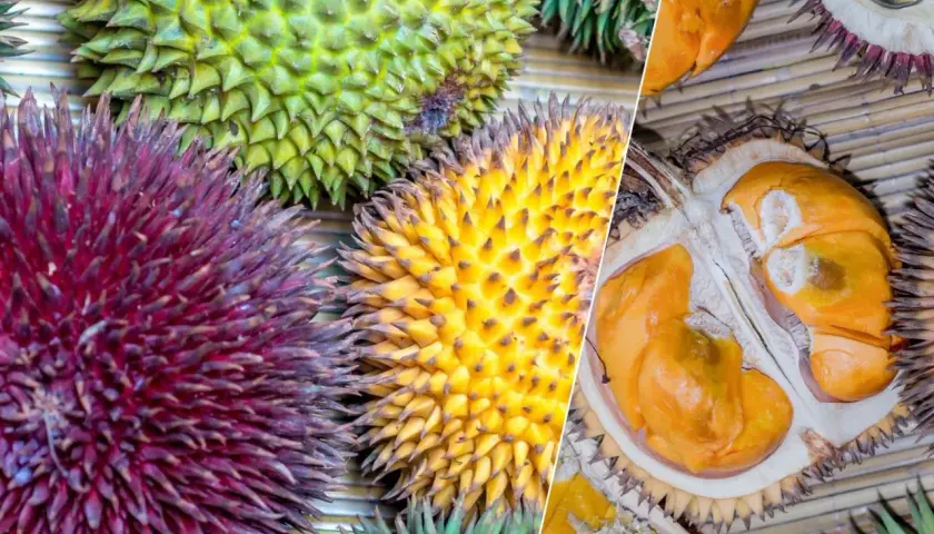 Kolorowe duriany, w tym przekrojony, ukazują bogactwo smaku. Jak smakuje durian? To egzotyczna przygoda dla podniebienia.