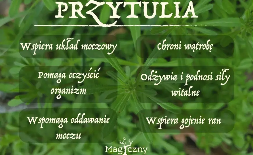 Przytulia czepna - działanie, zastosowanie i przeciwwskazania