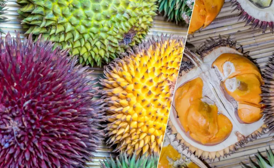 Jak smakuje durian i od czego zależy jego aromat?