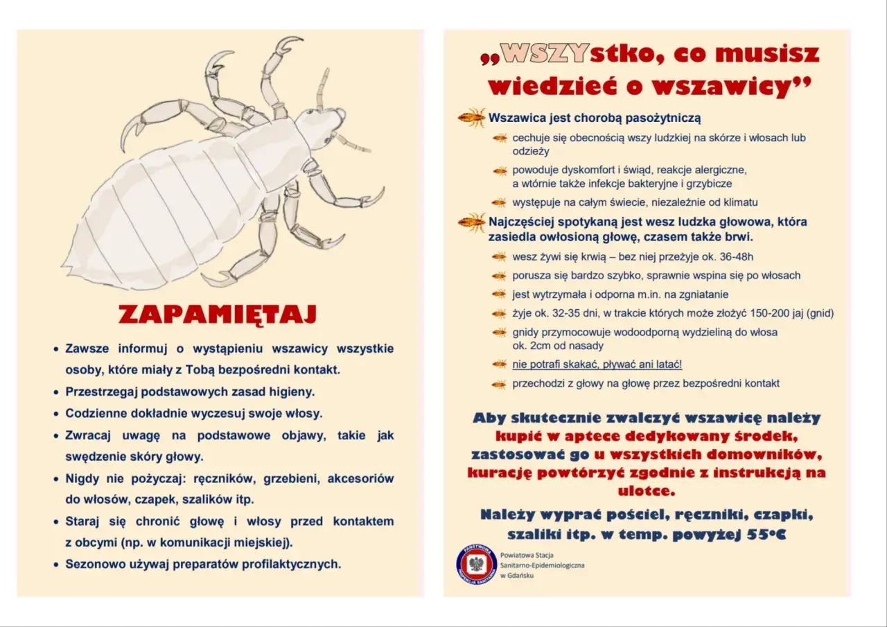 Ilustracja przedstawiająca wesz ludzką na jasnym tle.