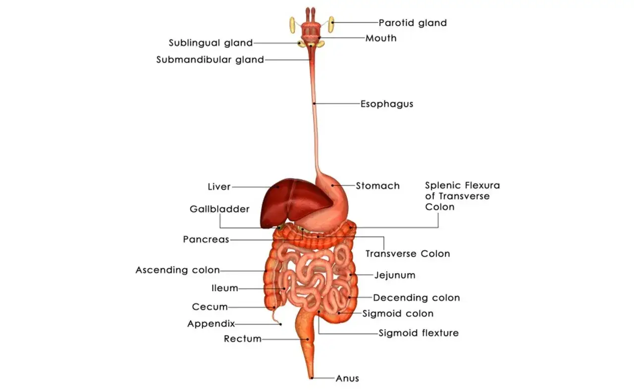 Budowa jelita grubego schemat
