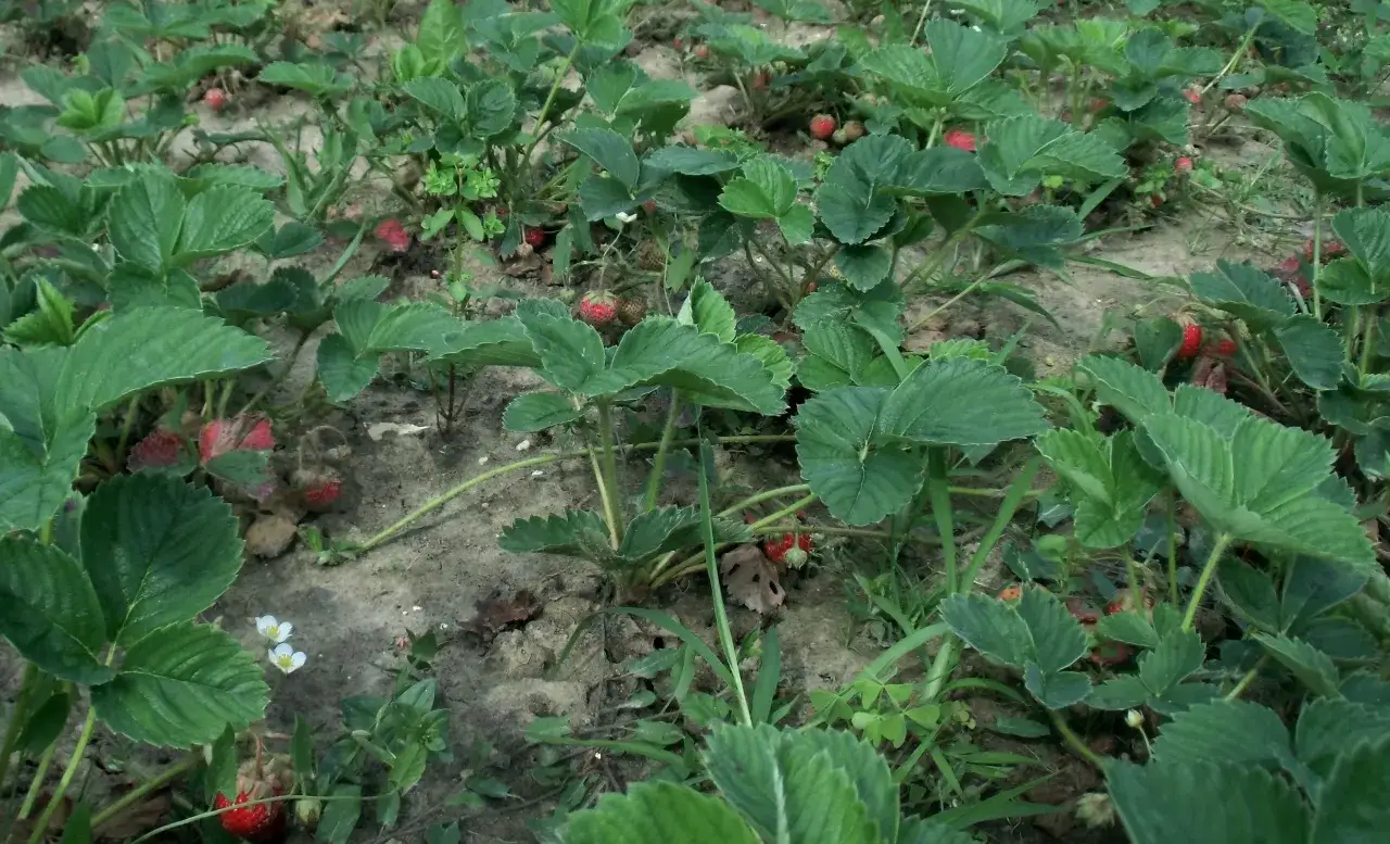 Zdrowe truskawki plantacja