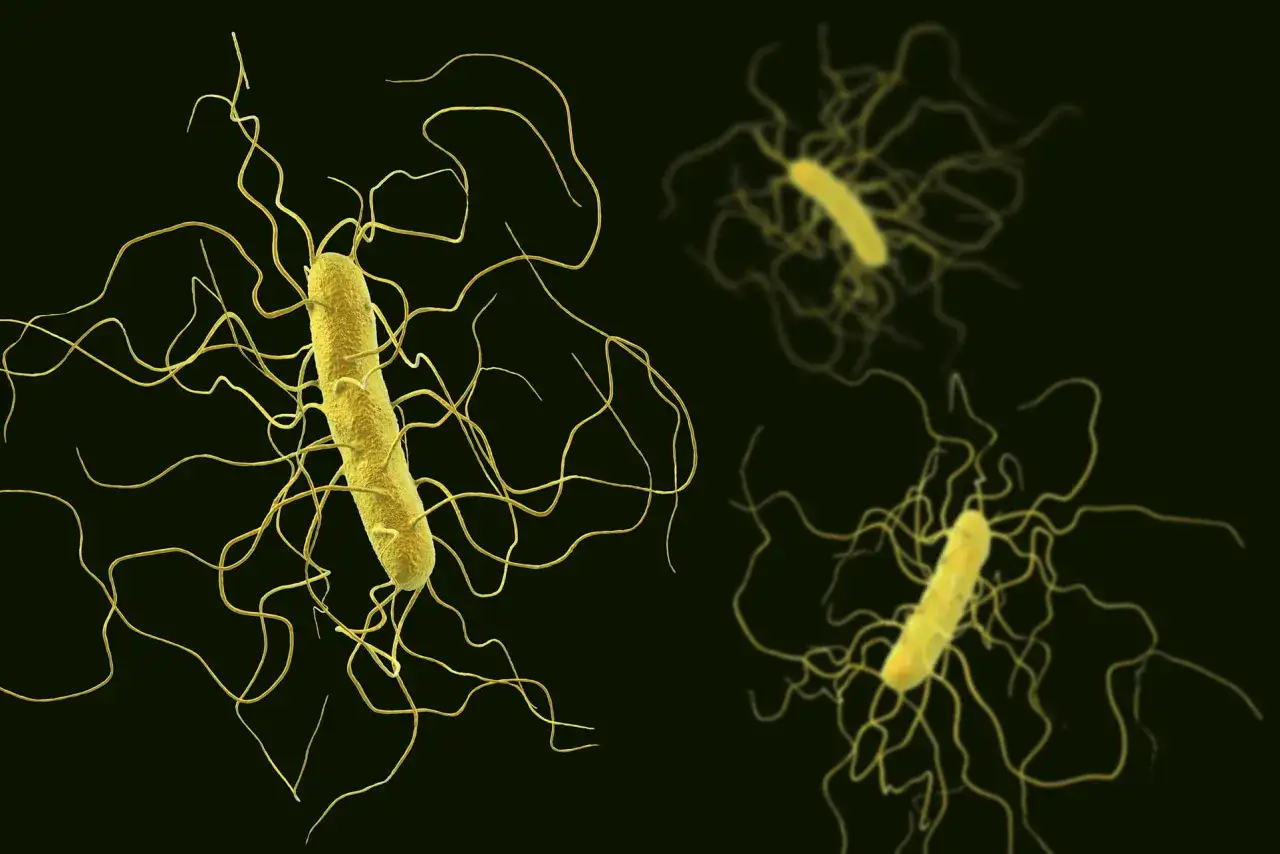 Czynniki ryzyka Clostridioides difficile