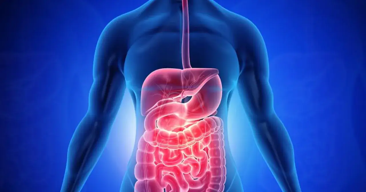 Anatomia jamy brzusznej narządy wewnętrzne